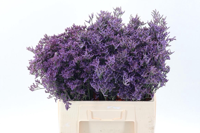 <h4>Lim Piuma Dark Blue</h4>