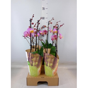 Phalaenopsis   ...rose