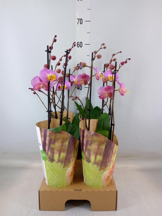 <h4>Phalaenopsis   ...rose</h4>