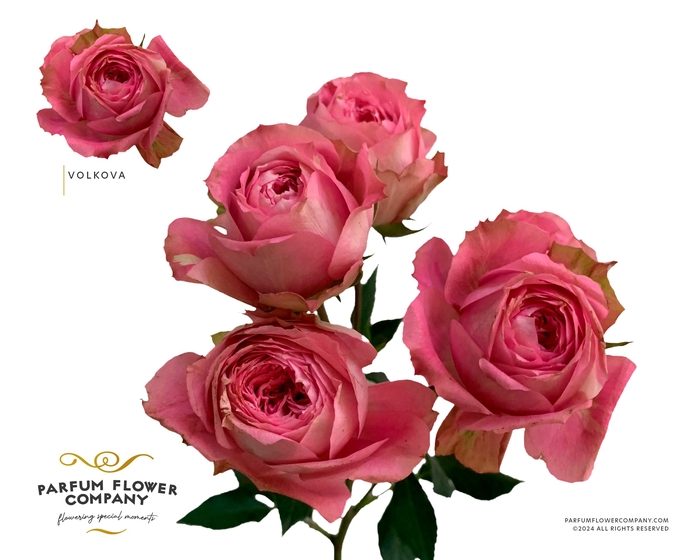 <h4>Rosa Spray Garden Volkova</h4>