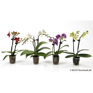PHALAENOPSIS-HYBRID