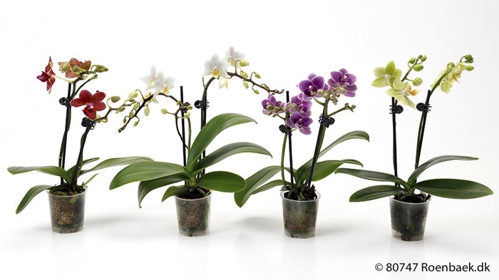 <h4>PHALAENOPSIS-HYBRID</h4>