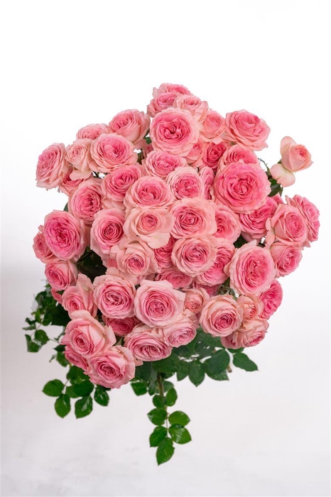 <h4>Tr Muriel Lace</h4>