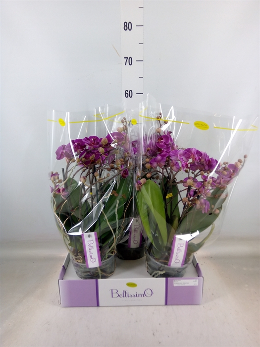 <h4>Phalaenopsis multi.   ...lilac</h4>