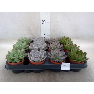 Echeveria   ...mix
