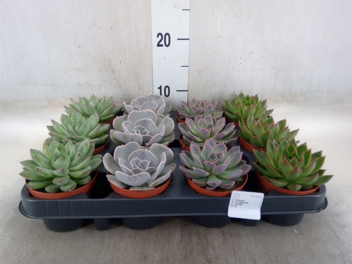 <h4>Echeveria   ...mix</h4>