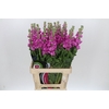 Matthiola Iron Hot Pink