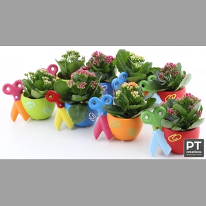 ARR KALANCHOE