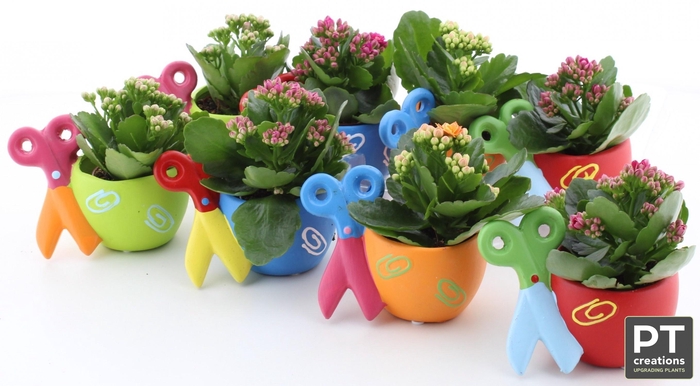 <h4>ARR KALANCHOE</h4>