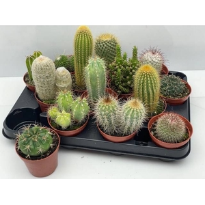CACTUS GEM