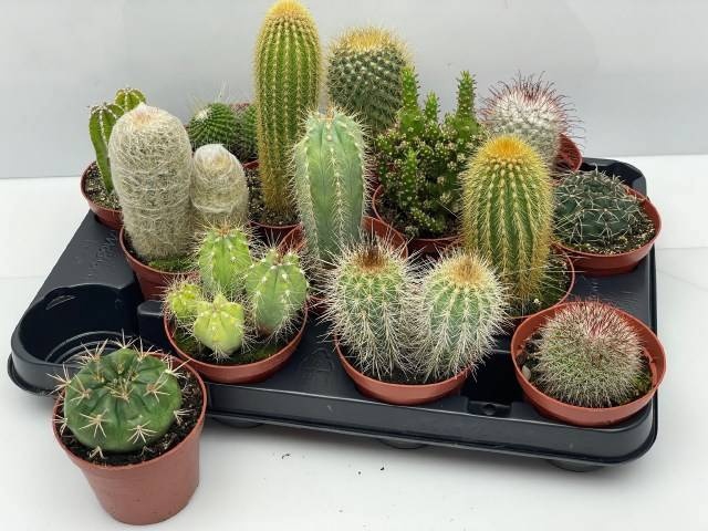 <h4>CACTUS GEM</h4>