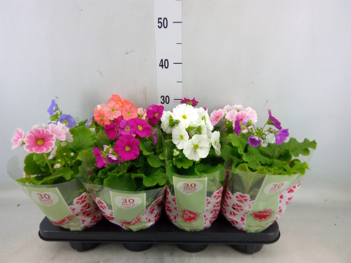 <h4>Primula obcon. 'SwKiss Amore'  .mix</h4>