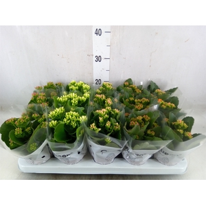 Kalanchoe blos.   ..mix 5