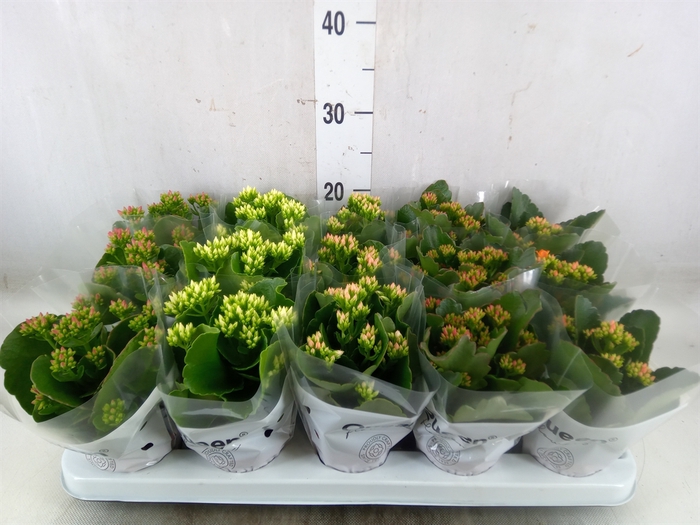 <h4>Kalanchoe blos.   ..mix 5</h4>