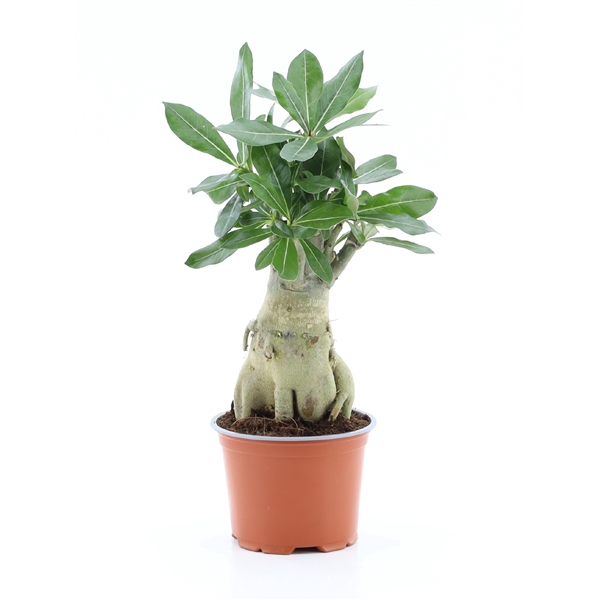 Adenium obesum