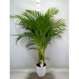 Dypsis lutescens   ...Chrysalidoca