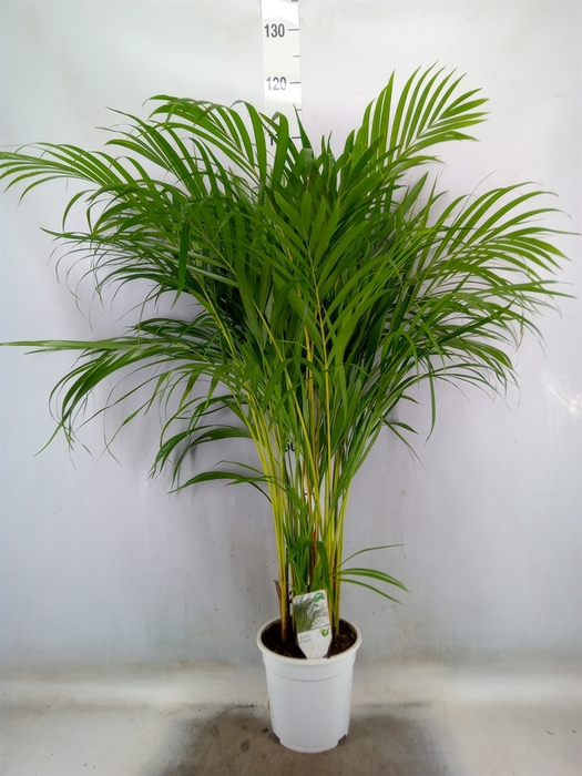 <h4>Dypsis lutescens   ...Chrysalidoca</h4>