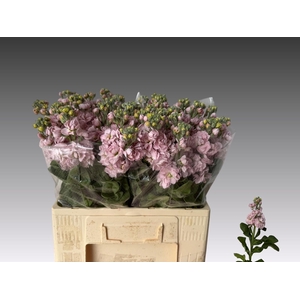 MATTH MATHILDA PINK