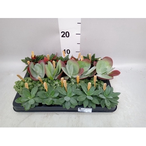 Planten  ..mix