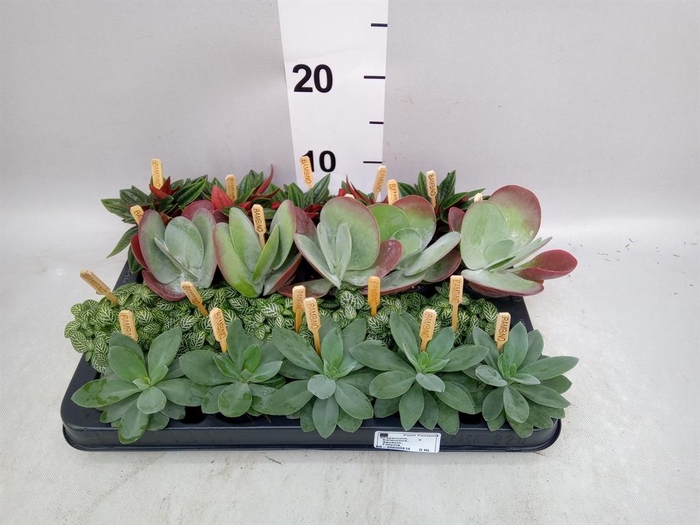 <h4>Planten  ..mix</h4>