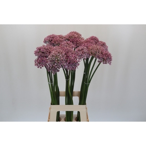 Allium Pink Jewel