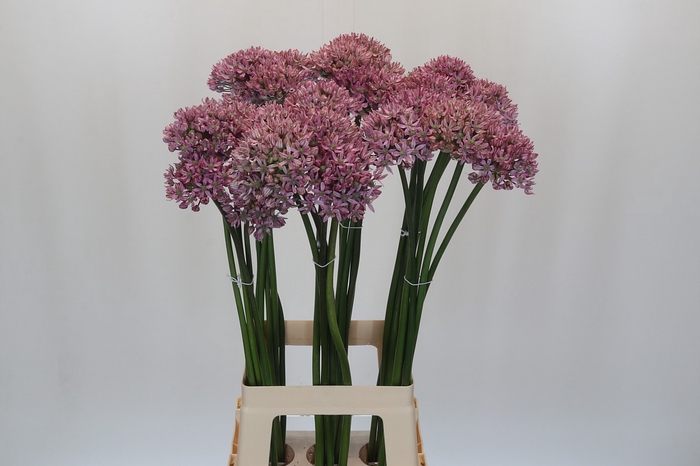 <h4>Allium Pink Jewel</h4>