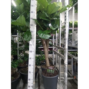 Ficus lyrata