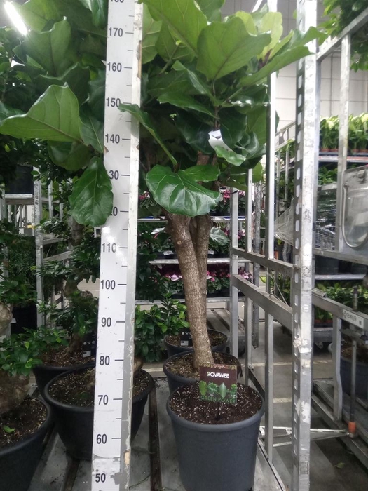 <h4>Ficus lyrata</h4>