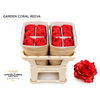 Rosa Garden Coral Reeva