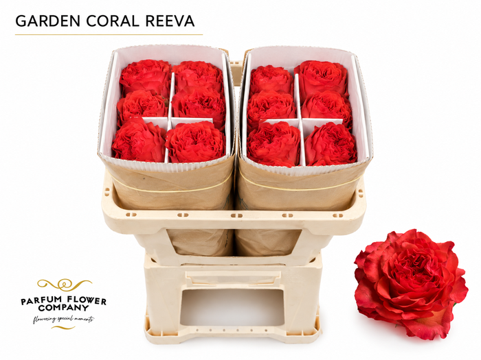 Rosa Garden Coral Reeva