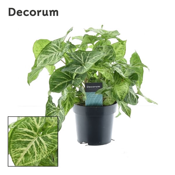 <h4>Syngonium Arrow Feel Green (Decorum)</h4>