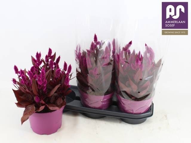 <h4>CEL MYSTIC SHADES</h4>