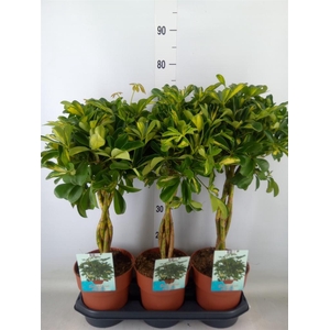 Schefflera arbor. 'Gold Capella'