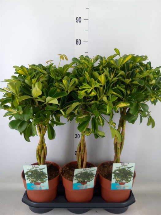 <h4>Schefflera arbor. 'Gold Capella'</h4>