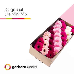 Germini Mix Lila Doos