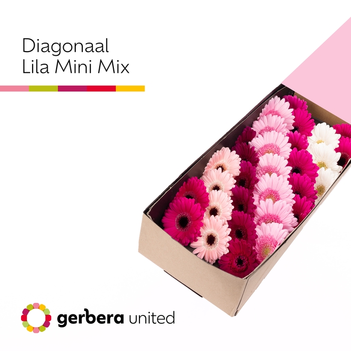 <h4>Germini Mix Lila Doos</h4>