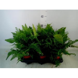 Polystichum tsussimense