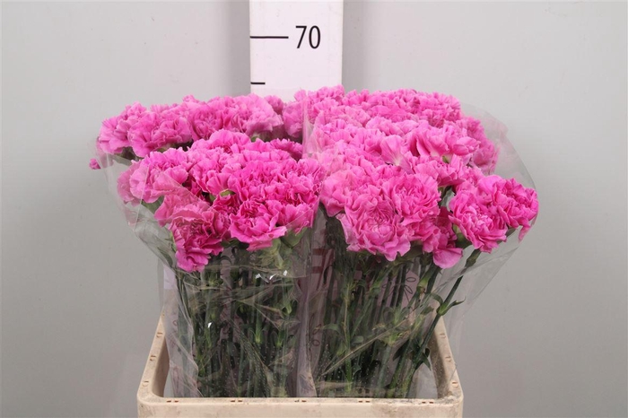 <h4>Di St Farida</h4>