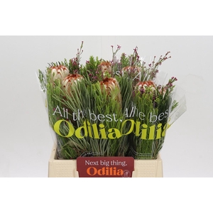 BQ Protea Aurumn SFB