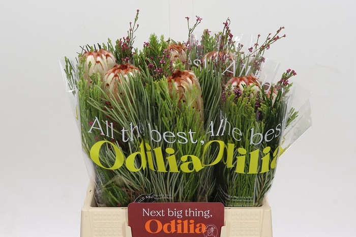 <h4>BQ Protea Aurumn SFB</h4>