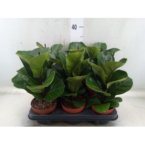 Ficus lyrata 'Bambino'