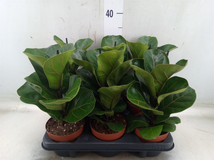 <h4>Ficus lyrata 'Bambino'</h4>