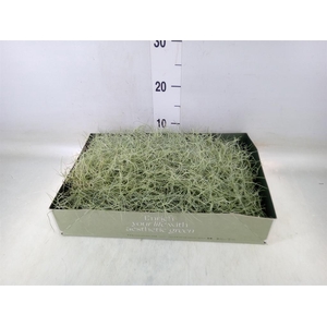 Tillandsia usneoides