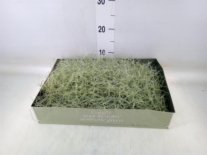 <h4>Tillandsia usneoides</h4>