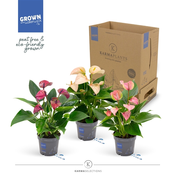 <h4>Mimesis Anthurium KARMA Multiflora mix - 9cm</h4>