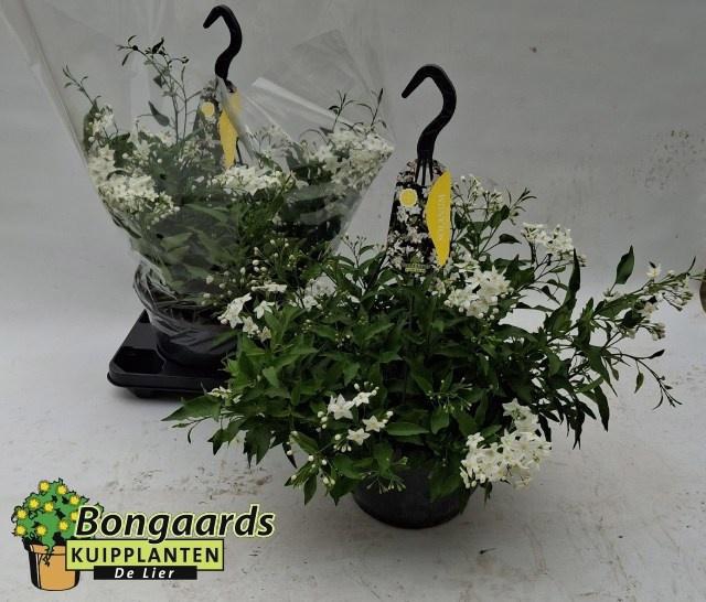 <h4>SOLANUM JASMINOIDES</h4>