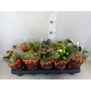 Kalanchoe blos.   ..rosebud mix  5