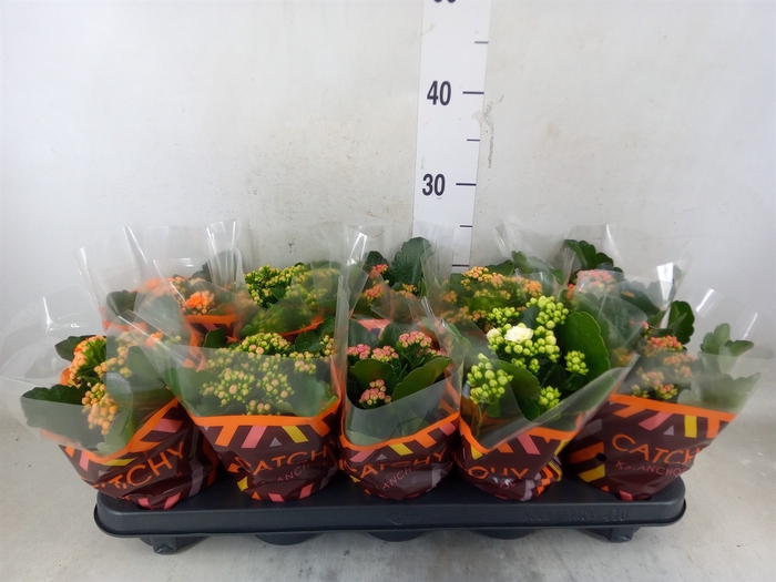<h4>Kalanchoe blos.   ..rosebud mix  5</h4>