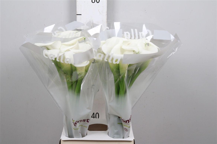 <h4>Zant White Art</h4>