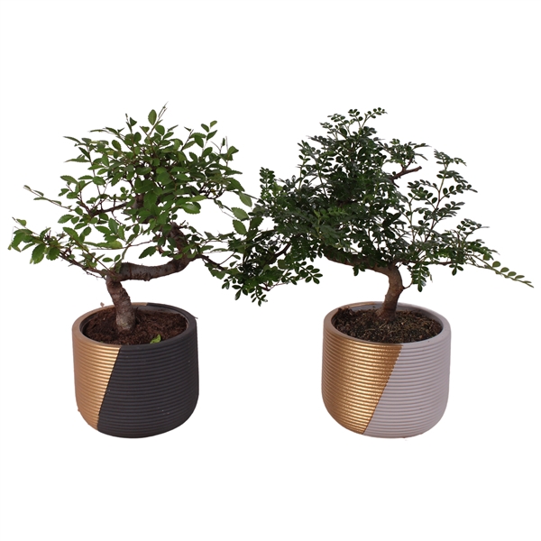 <h4>Bonsai Indoor Mix Ø12cm S-Shape in Ø 14cm Ceramic PL468</h4>